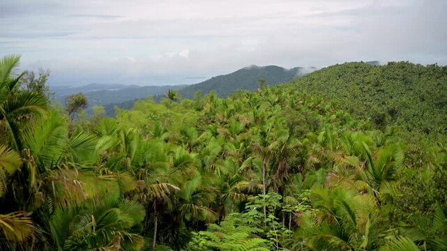Lush green palm trees and mountain landscape in El Yunque, Puerto Rico