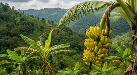 Fototapeta premium Lush Green Tropical Landscape with Banana Plants.