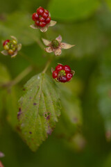 Obraz premium close-up of wild berries in summer amongst a foliage of green