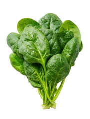 Fresh spinach bunch, green leaves tightly packed, vibrant and wet on dark