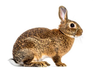 Obraz premium A brown rabbit with large ears sits on a plain white background