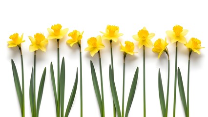 Fototapeta premium Row of Yellow Daffodils Isolated on White Background, Spring Narcissus Flowers in a Line, Minimalist Floral Border Photography for Easter and Mother's Day