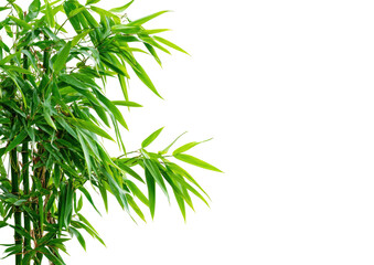 Vibrant green bamboo stalks and leaves cascade against a black background