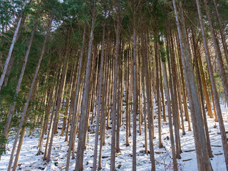 冬の人工林