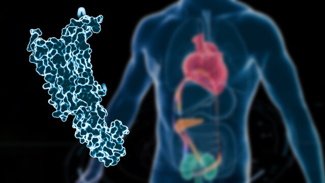Cardiometabolic CKM Syndrome 3D Visualization: Integrated Heart, Kidney, and Pancreatic Health with 4D Flow MRI Data Overlays  and glp-1 