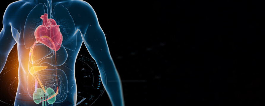 Cardiometabolic CKM Syndrome 3D Visualization: Integrated Heart, Kidney, and Pancreatic Health with 4D Flow MRI Data Overlays