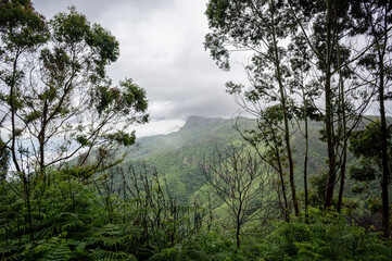 Fototapeta premium Mountain landscape in Kookal, Palani Hills, Western Ghats, Tamil Nadu, with pine trees in the foreground overlooking shola forests, grasslands, rare flora, and layered monsoon clouds.