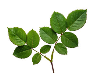 Isolated close-up of a vibrant green rose stem and leaves, against a stark black background
