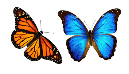 Two colorful butterflies, one orange and black, the other vibrant blue, isolated on black background