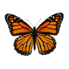 Fototapeta premium a single monarch butterfly specimen, wings fully spread, displaying vibrant orange and jet-black patterns with white spots on a clean studio white background, scientific precision atmosphere