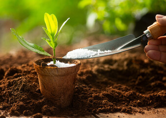 Naklejka premium Gardener fertilizing young green seedling, agriculture and plant care concept.