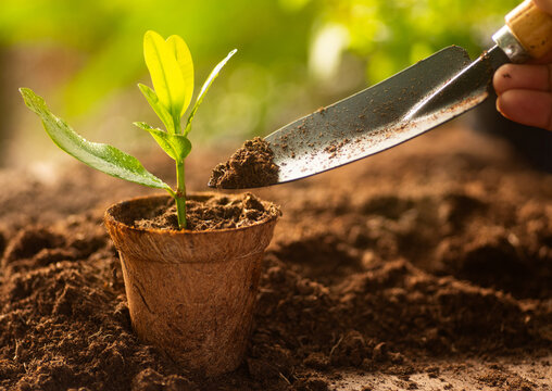 Close-up of gardener using a trowel to add soil into a coconut fiber pot with a small green plant
