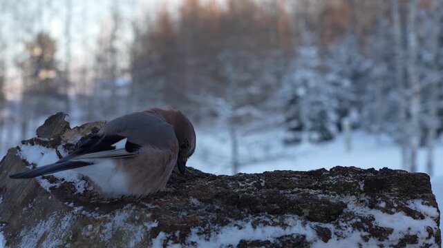  Jays contest for feed in winter