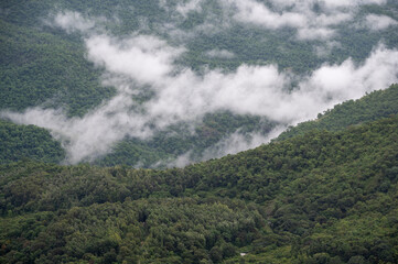 Fototapeta premium Close-up view of shola forest vegetation in Kookal, Palani Hills, Western Ghats, featuring rare Palani Hills Rudraksha with Jamun, Cinnamon trees, grasslands, pines, and monsoon clouds.
