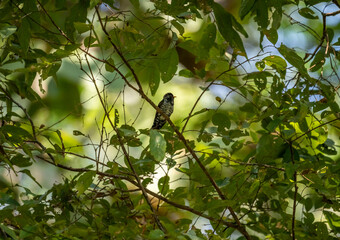 Obraz premium A close-up of a purple bronze cuckoo in the wild on a sunny day in Thailand