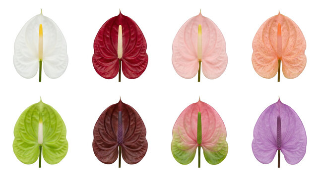 Anthurium flower set including white, red, pink, peach, green, and purple varieties isolated. Tropical botanical collection for floral design.
