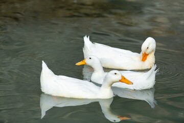 A mallard white duck on water lake