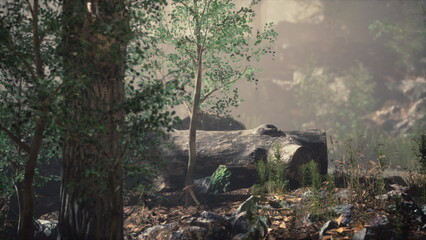 Obraz premium Morning light softly illuminates a tranquil forest clearing where a fallen log rests among lush greenery and scattered stones, creating a peaceful natural retreat.