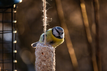 A great tit or Parus major feeds on food from a bird feeder. © Vitalii