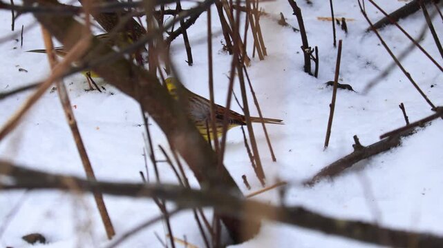 Common Bunting or Emberiza cirlus standing in the bushes. 4K video