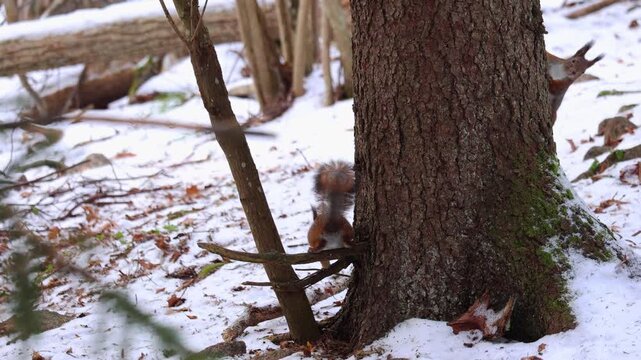2 red squirrels jumping on a tree in winter. Squirrels play games. 4K video