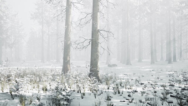 A serene forest scene captures tall, bare trees surrounded by soft, white snow. The landscape is shrouded in fog, creating a peaceful and quiet atmosphere reminiscent of wintertime.