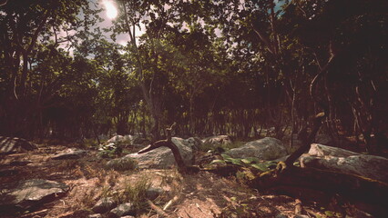 Obraz premium Sunlight filters through the dense canopy of trees, illuminating rocky ground and lush greenery. A peaceful atmosphere calls for exploration and connection with nature.