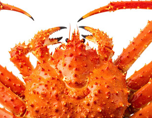 Close-up of a cooked, vibrant orange crab, showcasing its textured shell and pincers