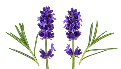 Isolated sprigs of lavender, showing vibrant purple flowers and green leaves