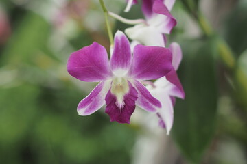  Close-up of a vibrant purple and white orchid flower
