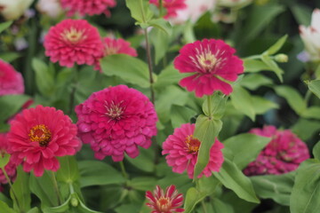 Close-up view of beautiful pink Zinnia elegans flowers