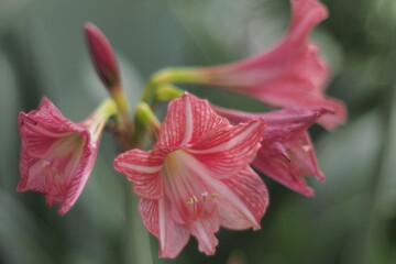 Fototapeta premium Close-up of beautiful pink and white striped Amaryllis flowers