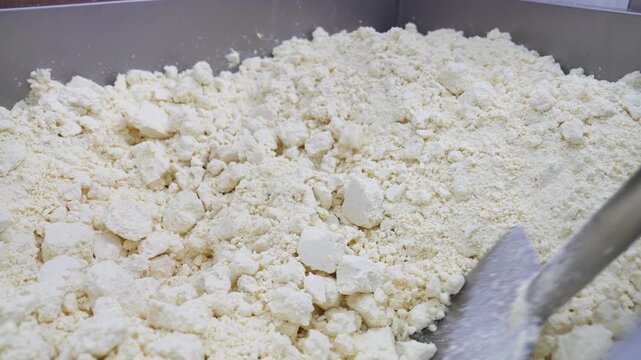 Close-up of curd during traditional Turkish tulum cheese production in a dairy factory. Artisan cheese making, dairy industry, food processing and fermentation concept footage.
