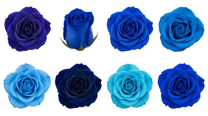 Blue rose flower set including various shades from dark indigo to light cyan and different blooming stages isolated. Floral decoration and fantasy nature collection.