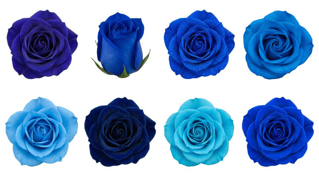 Blue rose flower set including various shades from dark indigo to light cyan and different blooming stages isolated. Floral decoration and fantasy nature collection.
