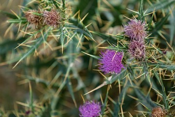 beautiful collection of violet flowers in park