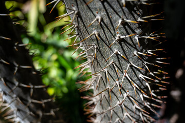 Detailed plant structure, Intimate shot of thorned tree trunk texture, Focused image emphasizing...