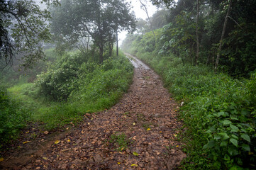 Obraz premium Monsoon mountain landscape in Udumbanchola, Kerala, with a narrow path leading through rocky hills, lush greenery, wet grass, and mist-covered trees beneath low clouds in the Western Ghats.