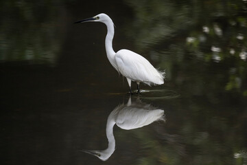 Naklejka premium A close-up of a heron in its natural habitat on a sunny day in Thailand