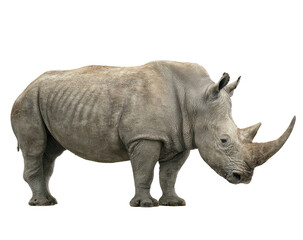 Obraz premium Solitary rhinoceros stands, its thick hide contrasting starkly against void
