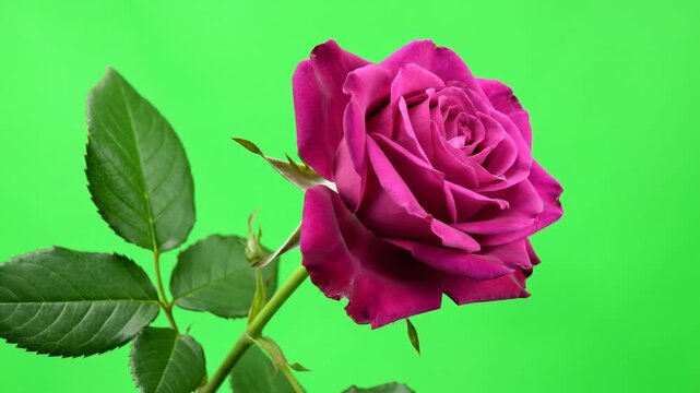 Isolated perfect purple rose bloom and attached green leaves rotating slowly on a vibrant chroma key green screen background for easy compositing motiongraphics, clean, rotating