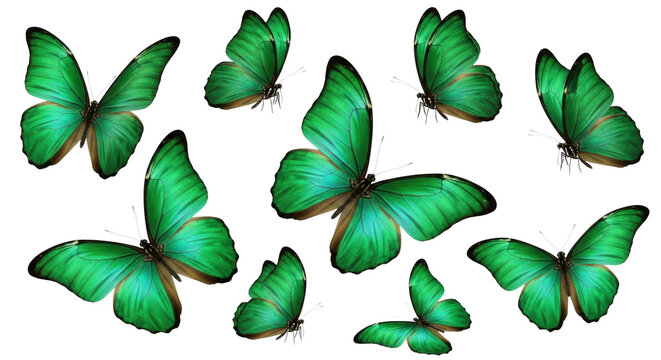 vibrant emerald green butterflies with metallic wings in dynamic flight poses, highly detailed macro photography against a transparent seamless background, natural elegance and weightlessness concept