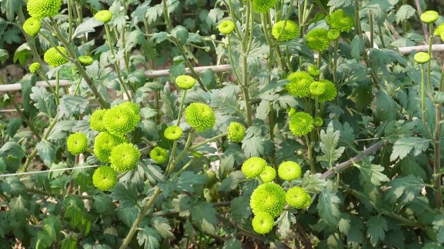 Green Chrysanthemum Plants and Flowers