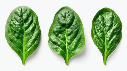 Fototapeta premium Fresh green spinach leaves isolated on clean white background showing healthy organic vegetable nutrition concept for food preparation and culinary design