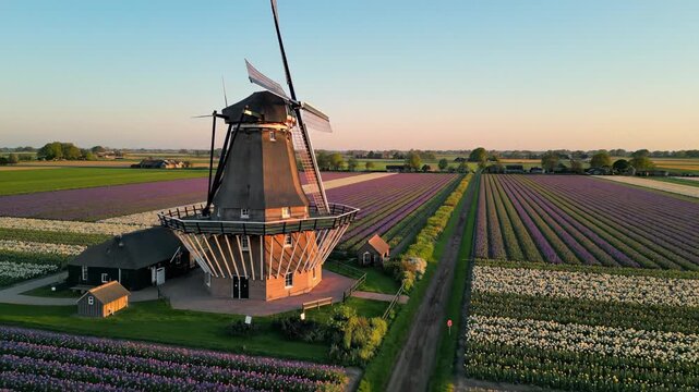 Beautiful tulip fields near windmill at sunset. Vibrant flowers bloom in rows, showcasing nature's colors. Scenic agricultural landscape attracts photographers and tourists.