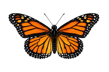 Obraz premium Monarch butterfly spreading wings, top view shot, vibrant orange insect, migration, transformation and freedom concept