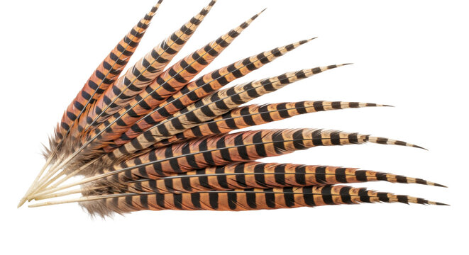 Elegant, fanned pheasant tail feathers displaying iridescent copper and bronze colors with sharp black barring, isolated on a transparent background, celebrating intricate natural beauty atmosphere