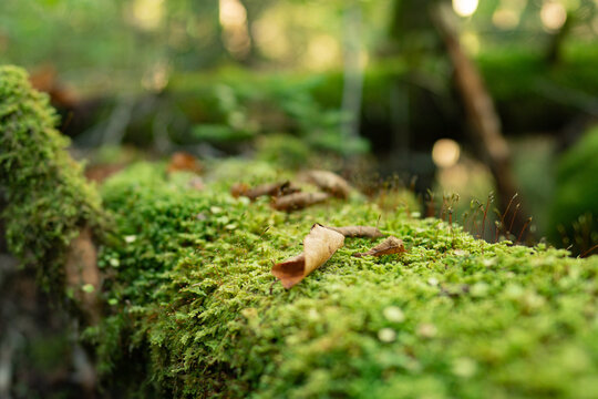 taco very close up look of forest moss growing on decaying branches that have fallen to the woodland floor with a shallow depth of focus