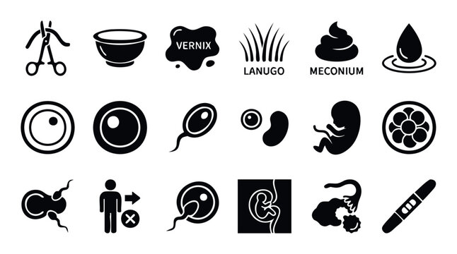 A comprehensive collection of pregnancy and early human development icons covering reproductive biology, fetal stages, and childbirth concepts, perfect for educational and medical resource