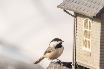Obraz premium black capped chickadee sits on a suburban backyard bird feeder to eat millet and black sunflower seeds left out by the homeowner